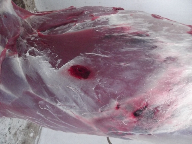 Hind entry wound skinned comp web